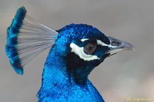 CRW_4552.jpg