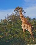 Giraff_b508xh640.jpg
