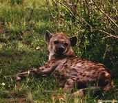 Hyena_b_640x561.jpg
