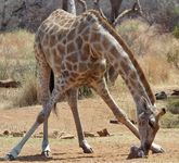 Sydafrika-giraff-CRW_4745-2.jpg