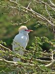 Sydafrika-heron-CRW_4499-2.jpg