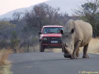 Sydafrika-noshörning-CRW_4771-2_-_Version_3.jpg