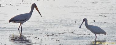 Sydafrika-skedstork-CRW_4827-2.jpg