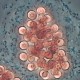 Mikrobiologisk analys